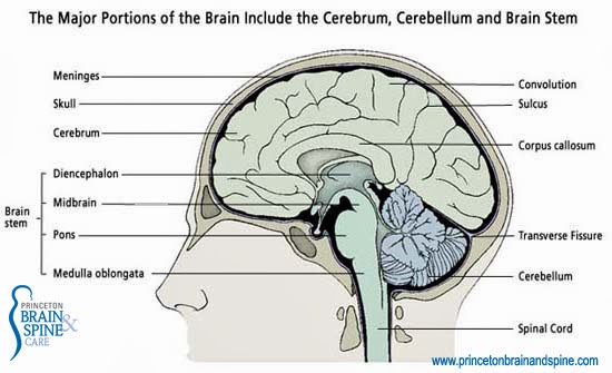 Brain & Mind - A to Z: Basic Neuroanatomy for the Beginner ( Brain